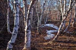 Hofdi Preserve, dwarf birch forest-9432-2